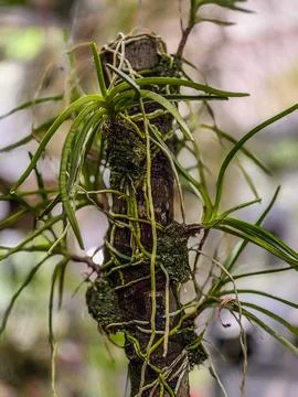 Bunga anggrek Stock-Fotos
