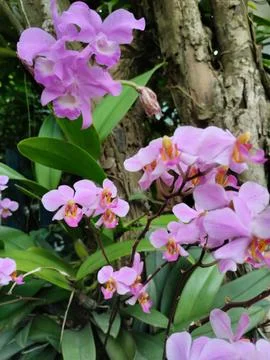 Bunga angrek 库存照片