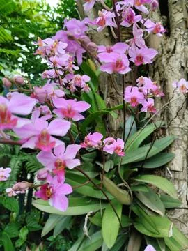 Bunga angrek 库存照片