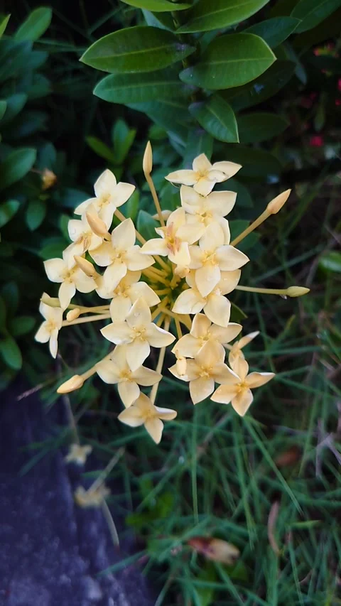 Bunga asoka cream Stock Footage 209141175