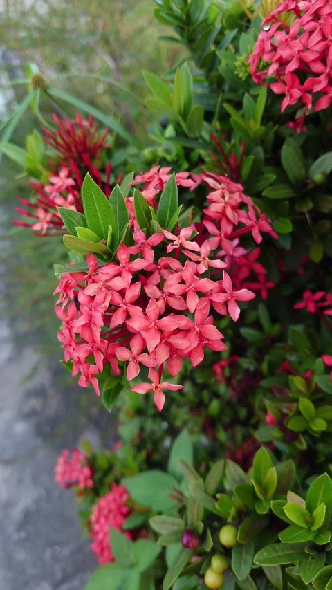 Bunga Asoka Stock Footage 209138467