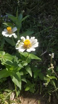 Bunga Beautiful Flower 스톡 사진