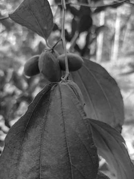 Bunga Bidaran Stock Photos