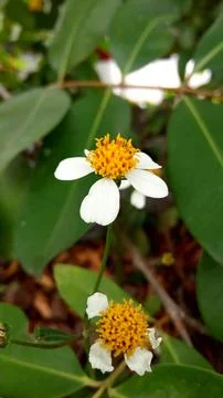 Bunga blimbing mini Foto stock