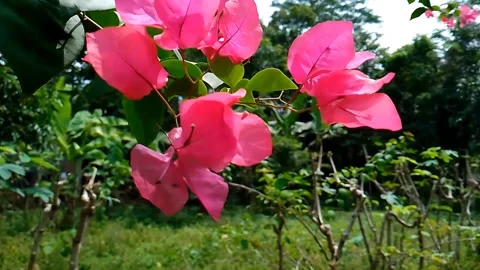 Bunga Bougenville Stock Footage 204839828