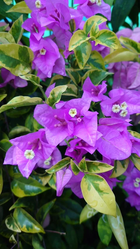 Bunga Bougenville Stock Footage 209129233