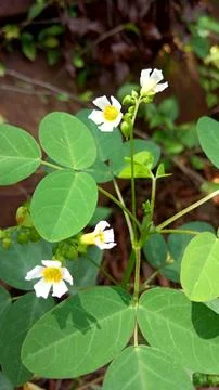 Bunga cipluk Foto stock