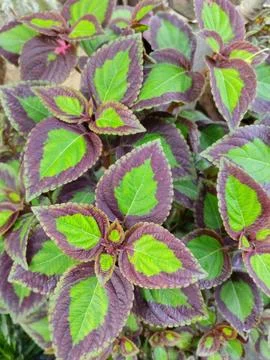 Bunga coklat batik 库存照片