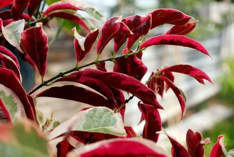 BUNGA DAUN MERAH Stock Photos