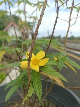 Bunga di pagi hari yang cerah 스톡 사진