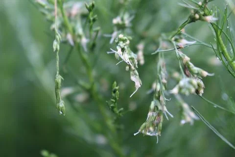 Bunga di Pagi Stock Photos