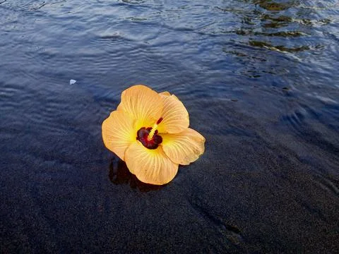 Bunga di pantai 写真素材