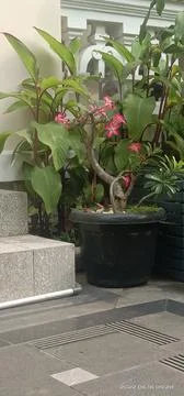 Bunga ditanam dalam Pot 库存照片