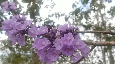 Bunga Ditepi Jalan Video stock 211054639