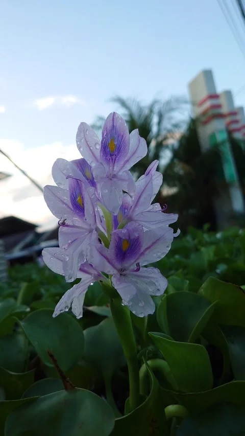 Bunga enceng gondok Stock Footage 209138174