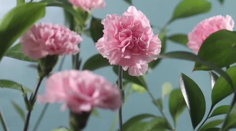 Bunga Stock Footage 210595905