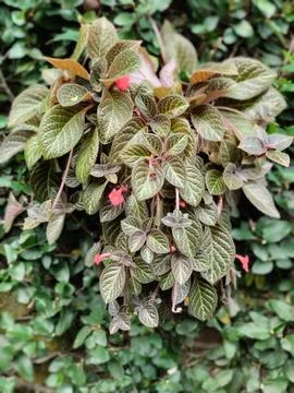 Bunga gantung 库存照片