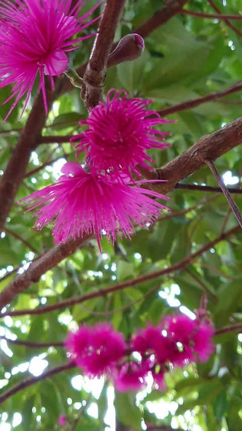 Bunga Jamaika Stock Footage 208066765