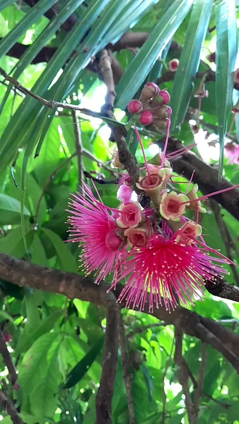 Bunga Jambu Boll Estetik 動画素材 232746533