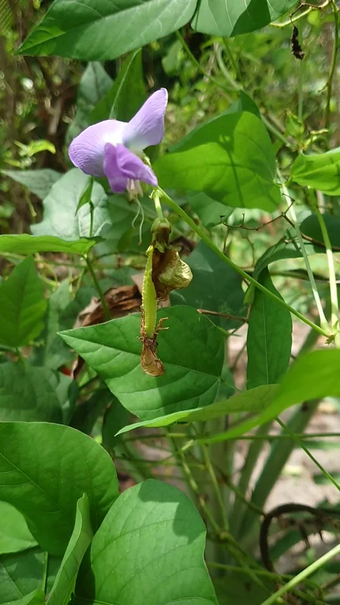 Bunga kacang botor Stock Footage 208066214