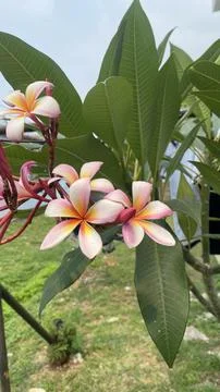 Bunga kambodja Stock Photos