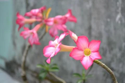 Bunga kamboja Stock Photos