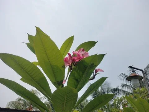 Bunga kamboja Stock Photos