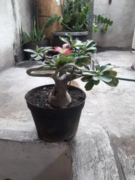 Bunga kamboja pink Stock Photos