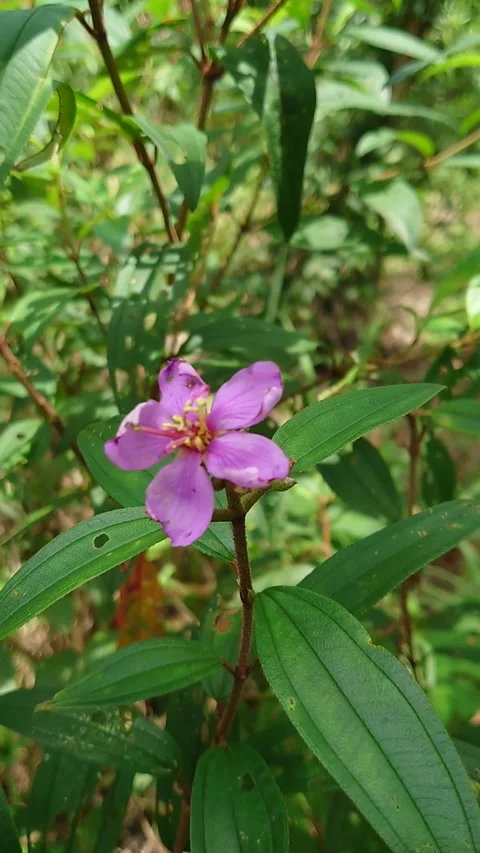 Bunga kedebik Stock Footage 208065347