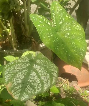 Bunga keladi Foto stock