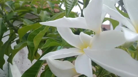 Bunga Kemboja Stock Footage 170679738
