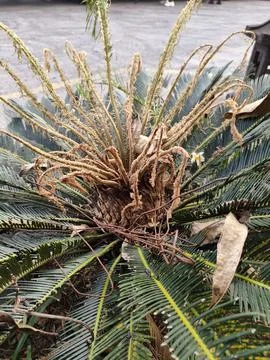 Bunga kering Stock Photos