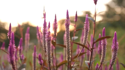 Bunga kering ungu 6-slowmo Stock Footage 265754014