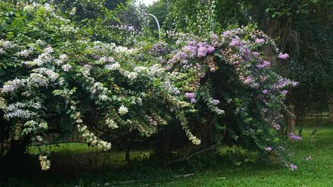 Bunga kertas or bugenvil or Bougainville or Bougainvillea or B. glabra Stock Photos