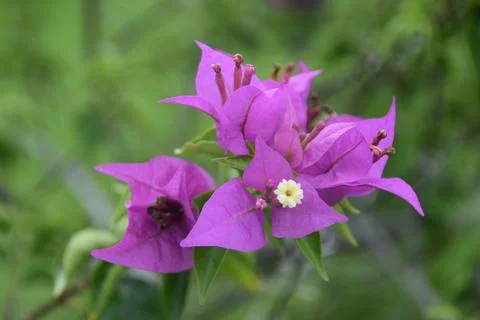 Bunga kertas 스톡 사진