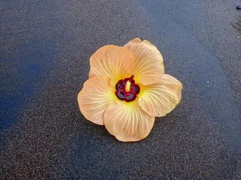 Bunga kuning 写真素材