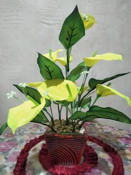 Bunga Lily Stock Photos