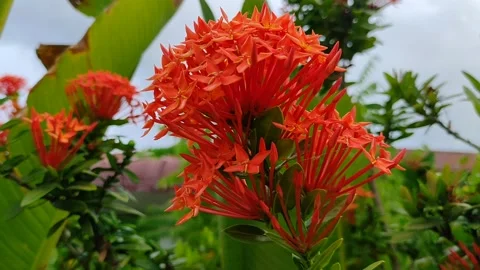 Bunga manis Stock Footage 211356237