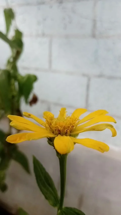 Bunga Matahari Stock Footage 231109022