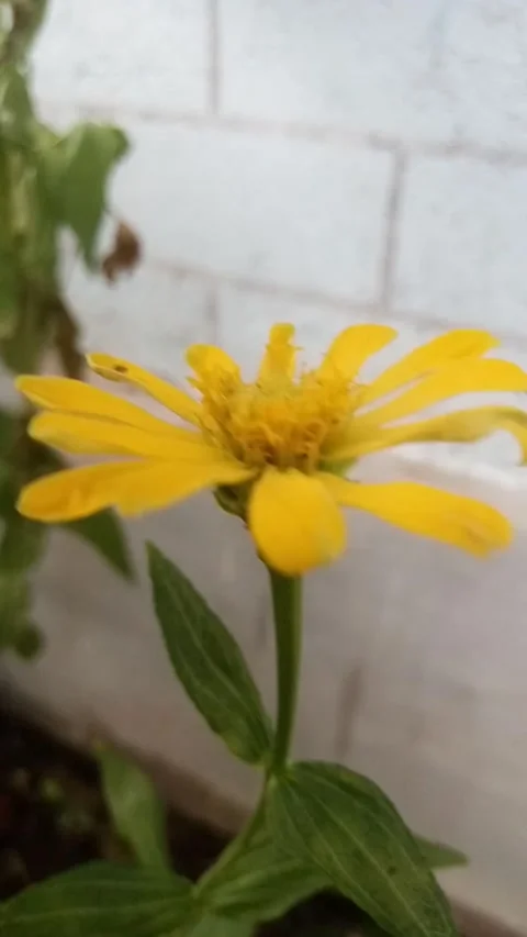 Bunga Matahari Stock Footage 231109234