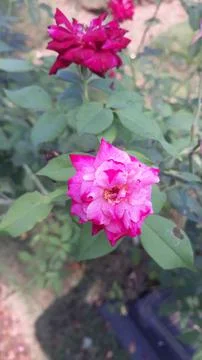 Bunga mawar pink,bunga rose Stock Photos