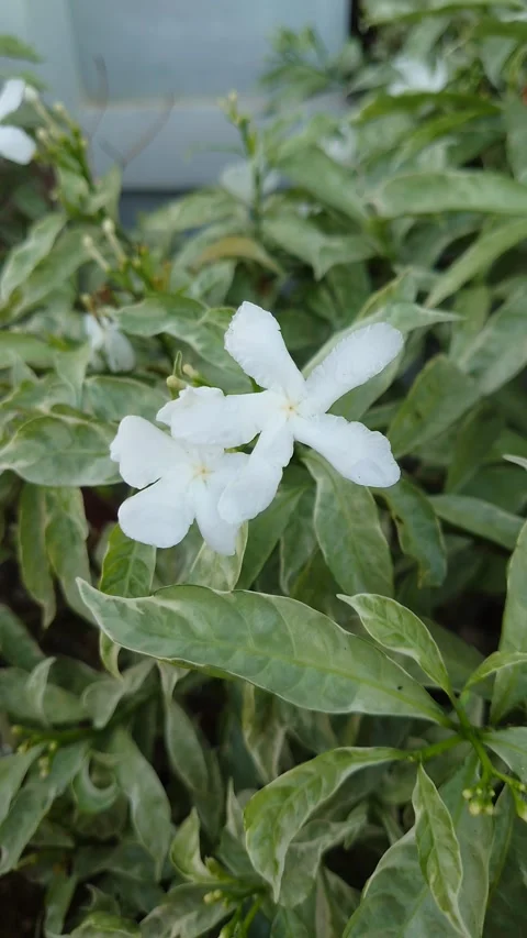 Bunga melati Jepang mini Stock Footage 209138077