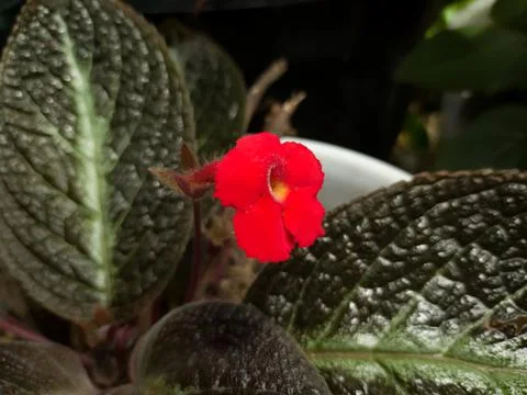 Bunga merah episcia Stock Photos