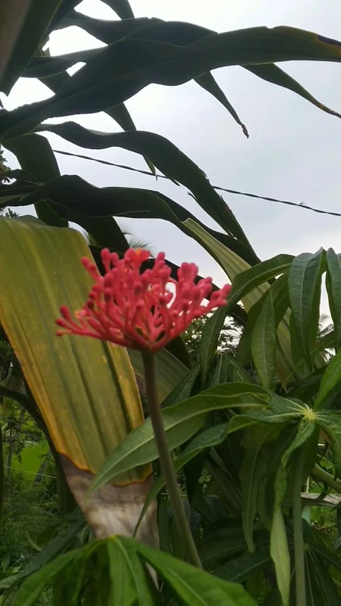 Bunga merah Video stock 169996361