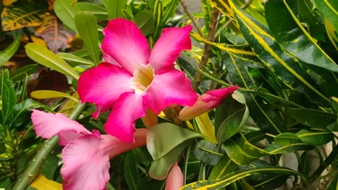 Bunga merah Stock Footage 209806566