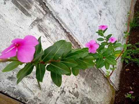 Bunga merah muda 写真素材