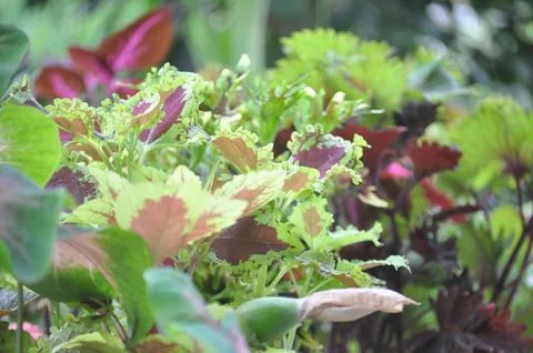 BUNGA MIANA Stock Photos