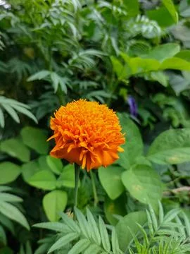 Bunga Orange 1 Stock Photos