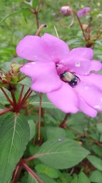 Bunga pacar tere Photos