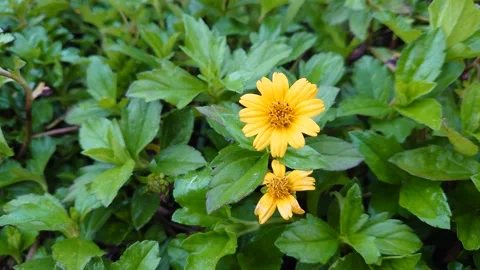 Bunga parjo Stock Footage 209141461